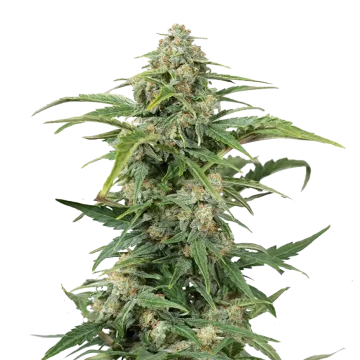 CBD Kush cannabisplant