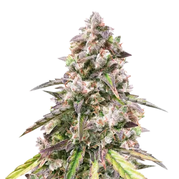 CBD Mango cannabisplant