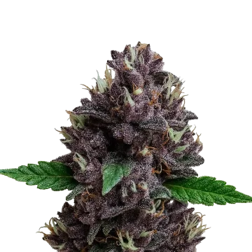 CBD Purple Kush Auto cannabisplant