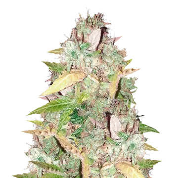 CBD Sugar cannabisplant