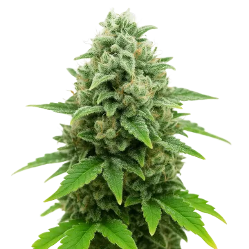 CBD White Widow Auto cannabisplant