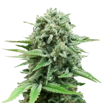 CBD White Widow cannabisplant