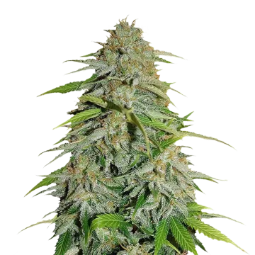 CBD Zenergy cannabisplant