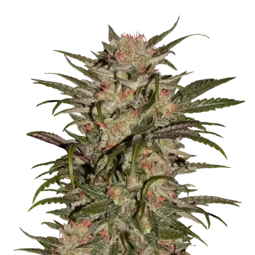 CBD Zkittlez cannabisplant