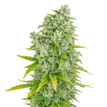 CBG Citrus Nectar Auto cannabisplant