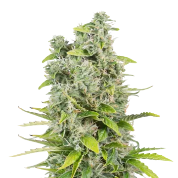 CBG Citrus Nectar cannabisplant