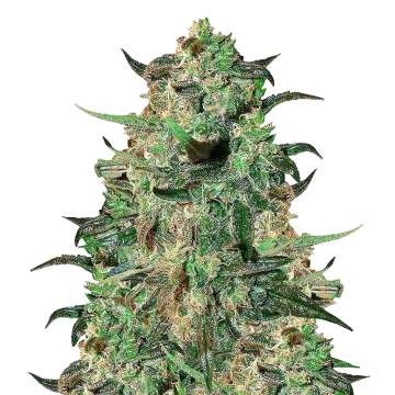 Cement Shoes cannabisplant