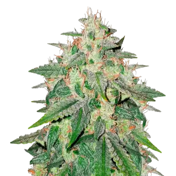 Cereal Milk cannabisplant