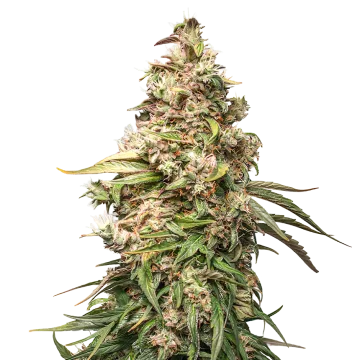 Charlotte's Web cannabisplant