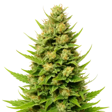 Cheese Auto cannabisplant
