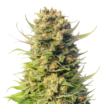 Cheese cannabisplant