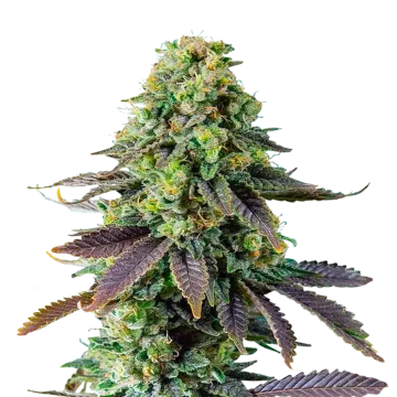 Chemdawg cannabisplant