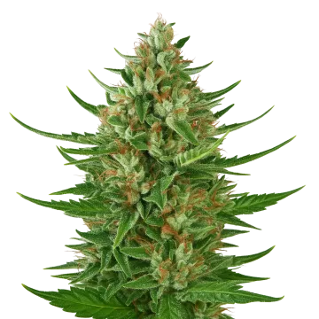 Cherry AK Auto cannabisplant