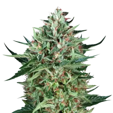 Cherry AK cannabisplant