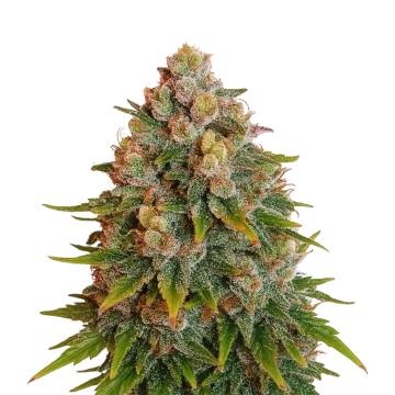 Cherry Pie Auto cannabisplant