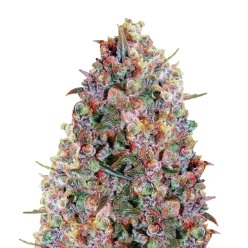 Cherry Pie cannabisplant