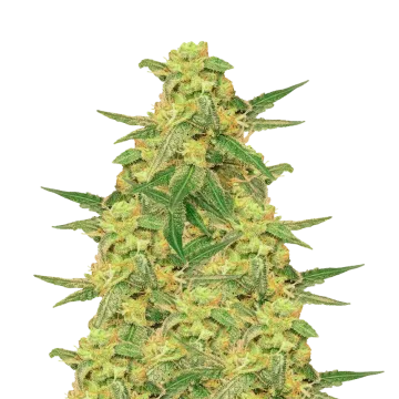 C. Banana cannabisplant
