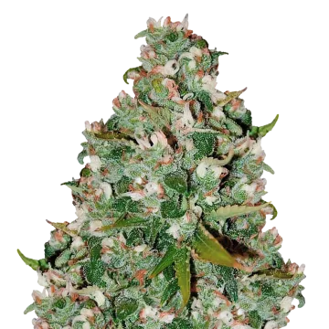 Chocolate Thai cannabisplant