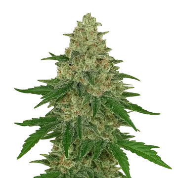 Chocolope Auto cannabisplant