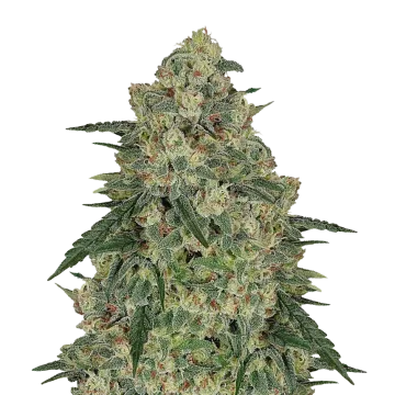 Chocolope cannabisplant