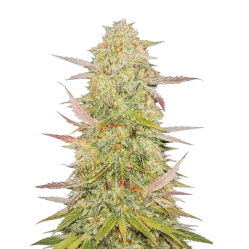 Chronic cannabisplant
