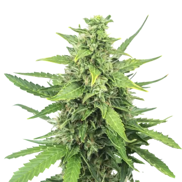 Cinderella 99 cannabisplant