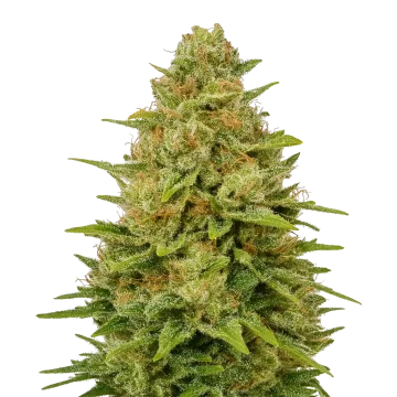 Colombian Gold Auto cannabisplant
