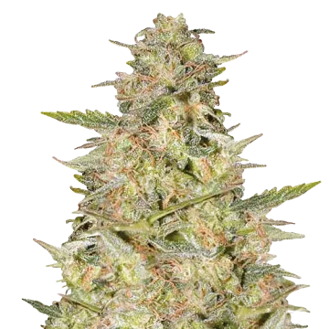 Colombian Gold cannabisplant