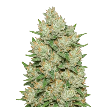 Cookies and Cream Auto cannabisplant