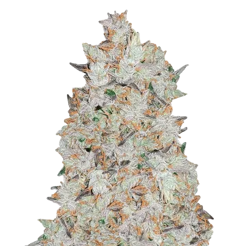 Cookies and Cream cannabisplant