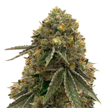 Critical 47 cannabisplant