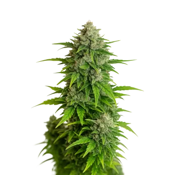 Critical Auto cannabisplant
