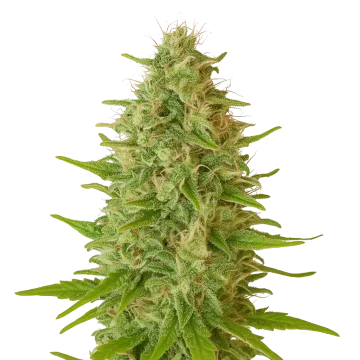 Critical Jack Auto cannabisplant