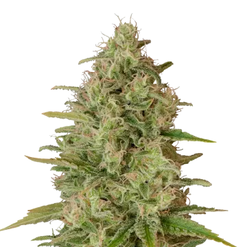 Critical Jack cannabisplant