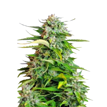 Critical cannabisplant