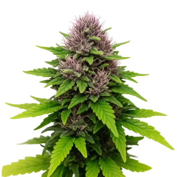 Critical Purple Auto cannabisplant