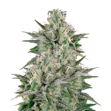 Critical White cannabisplant