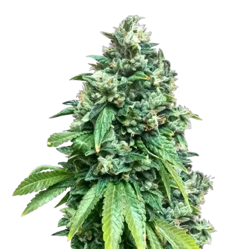 Crunch Berries cannabisplant