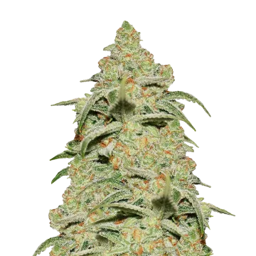 Crystal cannabisplant
