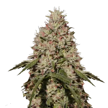 Death Star cannabisplant