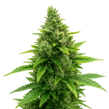 Diesel Auto cannabisplant