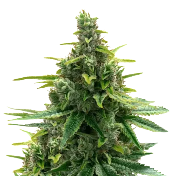 Diesel cannabisplant