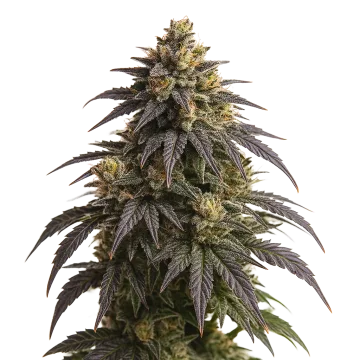 Do-si-Dos Auto cannabisplant