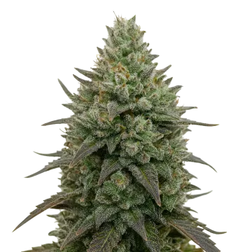 Donny Burger cannabisplant