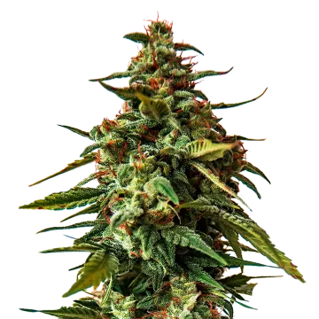 Doug's Varin cannabisplant