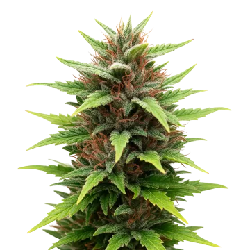 Durban Poison Auto cannabisplant
