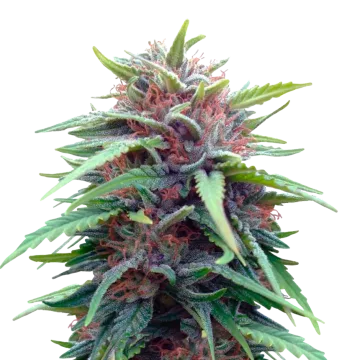 Durban Poison cannabisplant