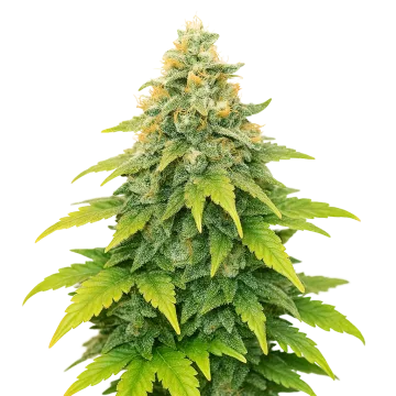 Fat Bastard Auto cannabisplant