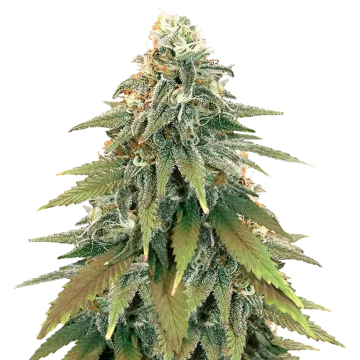 Fat Bastard cannabisplant