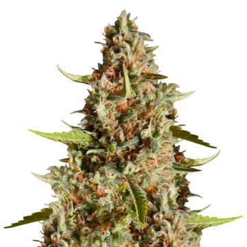 Fire OG cannabisplant
